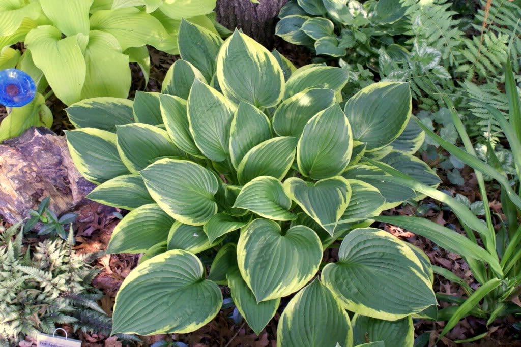 Hosta Aureomarginata - Blommornas värld